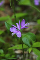 Fringed polygala gaywings flower in north woods