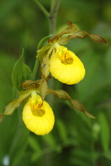 Fototapeta premium Yellow lady slipper orchid flowers