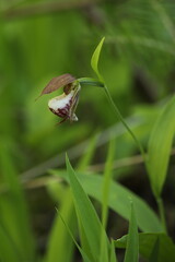 Rams head lady slipper orchid
