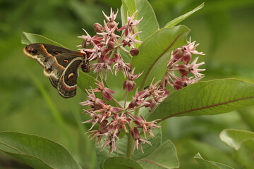 cecropia moth on showy milkweed