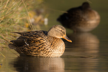 mallard duck swimming on water surface in morning light