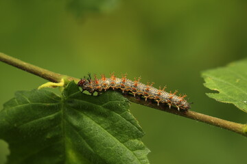 Question mark butterfly caterpillar eating elm leaf