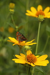 Baltimore checkerspot butterfly on ox eye flowers