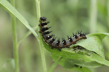 American lady butterfly caterpillar eating pearly everlasting leaf. 