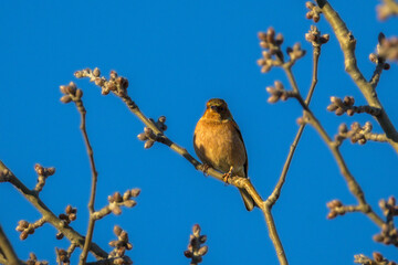 Eurasian Chaffinch perched on a tree in the morning light