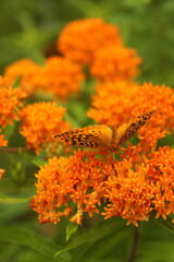 Great spangled fritillary butterfly on orange milkweed flowers