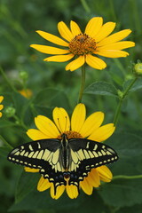 Anise swallowtail butterfly on ox eye flowers