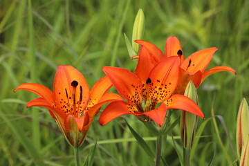 Wood lily flowers