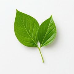 Obraz premium A pair of vibrant green leaves isolated on a white background, symbolizing nature.
