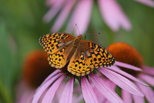 Great spangled fritillary butterfly on purple coneflower 