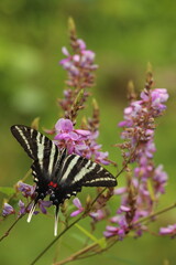 Zebra swallowtail butterfly on showy tick trefoil flowers