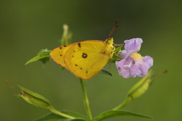 Clouded Sulphur butterfly on monkey flower 