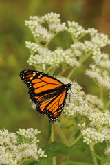 Monarch butterfly on boneset flowers