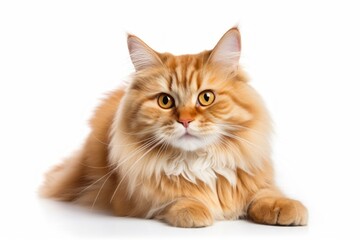 Portrait of a smiling siberian cat while standing against white background