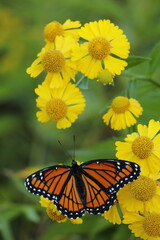 Viceroy butterfly on sneezeweed