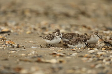 Least sandpipers group on the beach