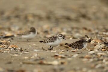 Least sandpipers on shell covered beach