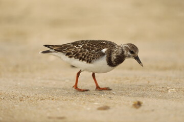 Juvenile golden plover on the beach