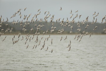 Sanderling group flying over the bay