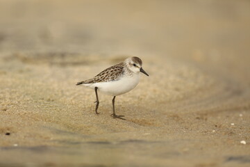 Sanderling on the beach