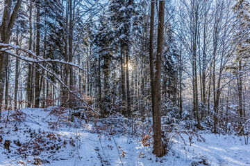 Landscapes - Forest - Europe, Romania, Suceava region