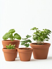 Fototapeta premium A serene display of four terracotta pots, each holding a different green herb, showcasing natural beauty and gardening.