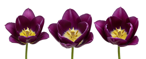 Fototapeta premium Deep purple tulip with satin-like petals and golden stamens visible inside, standing tall on pure white backdrop