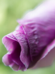 Close-up of Purple Hibiscus Bud