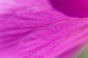 Macro Shot of Purple Hibiscus Petal