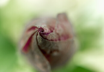 Close-up of Purple Hibiscus Bud