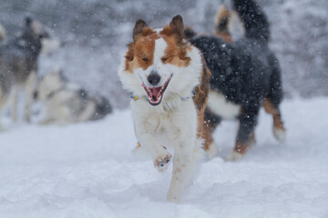 Happy shepard dog running through the snow. Smiling dog playing in a winter storm.