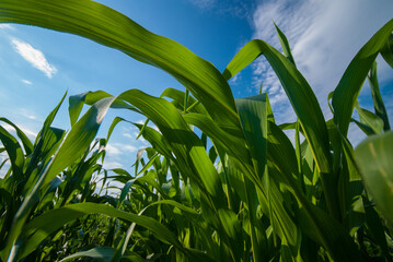 Green foliage of corn against the sky in the field.