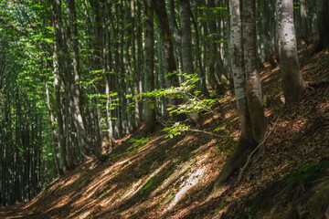 Sunlit Path Through Beech Forest, Carpathians