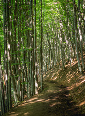 Fototapeta premium Sunlit Path Through Beech Forest, Carpathians