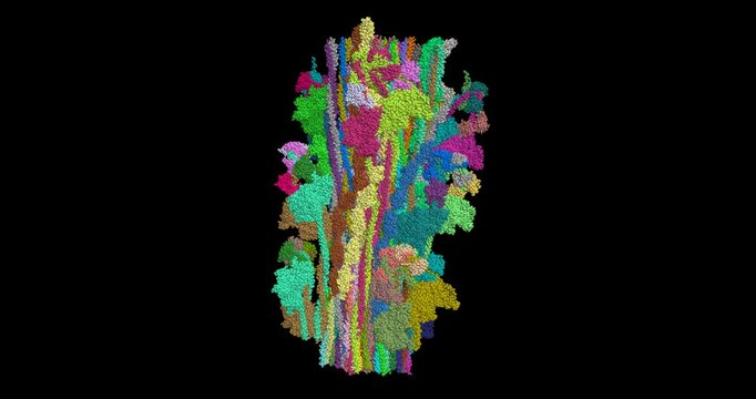 Human cardiac myosin filament 3D molecule, spinning on Y axis, 4K