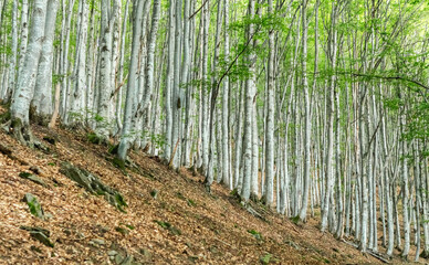 Carpathian Beech Forest: Gray Tree Trunks