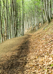 Sunlit Path Through Beech Forest, Carpathians