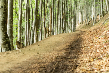 Sunlit Path Through Beech Forest, Carpathians