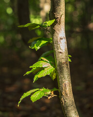 Close-up of Beech Branch on Trunk in Carpathians
