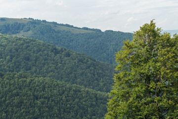  Summer Vista with Majestic Beech Tree and Misty Mountains
