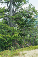 Summer Vibes: Blueberry Bushes in Carpathian Meadow