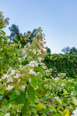 White hydrangea flowers bloom in the sun, green leaves and a blurred garden background. Two insects crawl on the flowers.
