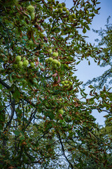 Horse chestnut (Aesculus L.) tree branches with green spiky fruits and dry leaves against a blue sky background.
