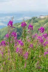 Obraz premium Blooming Fireweed Flowers in Carpathian Meadow