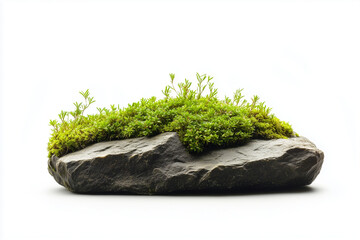 Fototapeta premium Selective focus moss on the rock isolated on white background, Miniature garden with moss , tiny plant and rock on white.