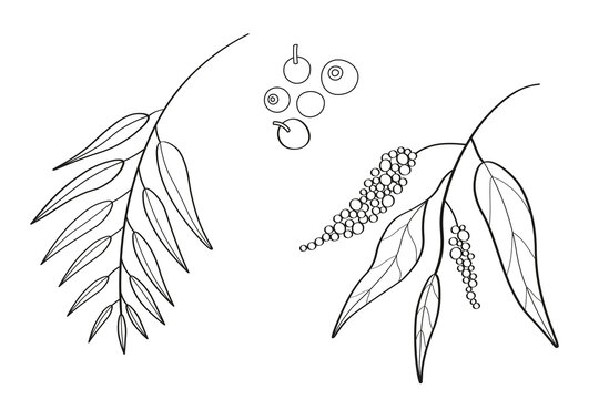 black and white botanical branches and berries clip art preview