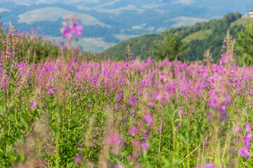 Blooming Fireweed Flowers in Carpathian Meadow