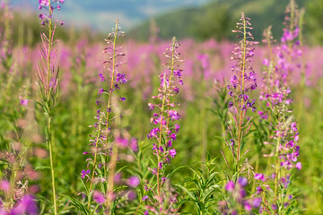 Blooming Fireweed Flowers in Carpathian Meadow