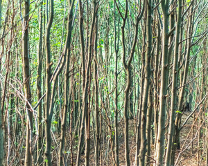 Carpathian Beech Forest: Gray Tree Trunks