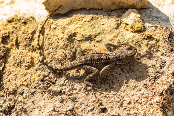 Gray Lizard on a Rock, Cyprus Reptile